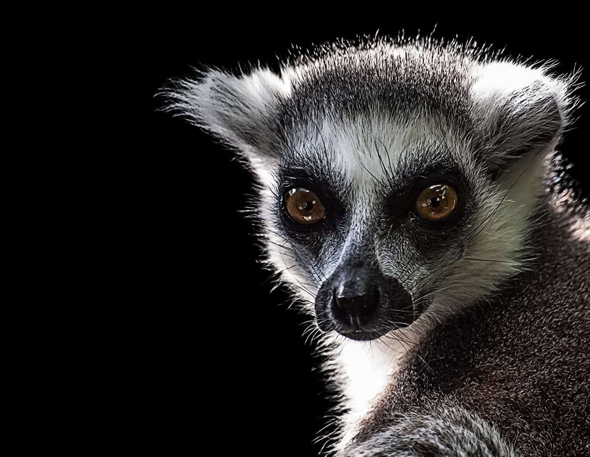 Tips For Animal Portraits At The Zoo F64 Academy
