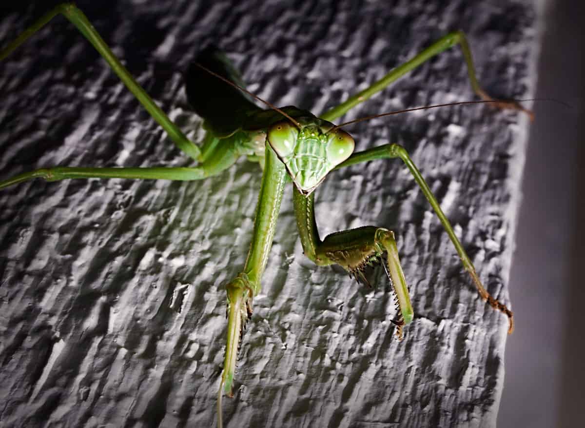 Portrait of a Praying Mantis