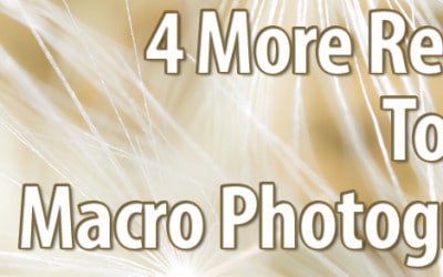 4 More reasons to love Macro Photography