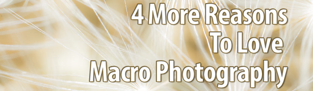 4 More reasons to love Macro Photography