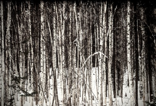 Birch-Trees-3