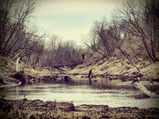 Bald-Eagle-HDR-1