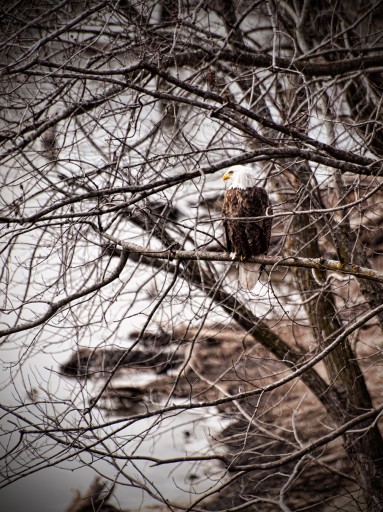 Bald-Eagle-HDR-2