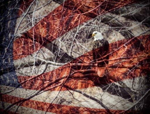 Bald-Eagle-HDR-3